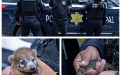UN HOMBRE FUE DETENIDO POR LA VENTA ILEGAL DE ANIMALES EXÓTICOS.