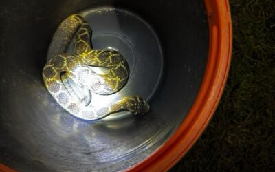 ELEMENTOS DE PC CAPTURARON Y RESGUARDARON UNA SERPIENTE DE CASCABEL QUE INGRESÓ A UN DOMICILIO.