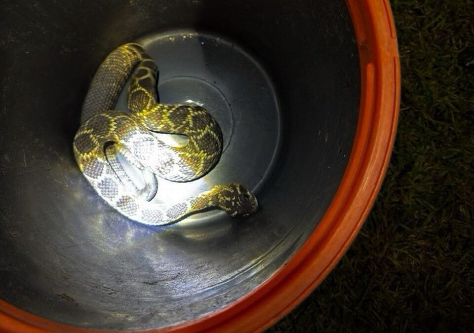 ELEMENTOS DE PC CAPTURARON Y RESGUARDARON UNA SERPIENTE DE CASCABEL QUE INGRESÓ A UN DOMICILIO.