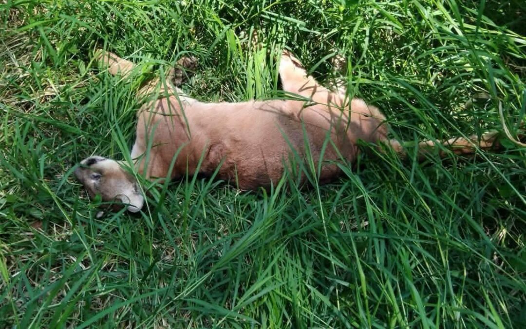 LOCALIZAN PUMA SIN VIDA EN XILITLA, SAN LUIS POTOSÍ.
