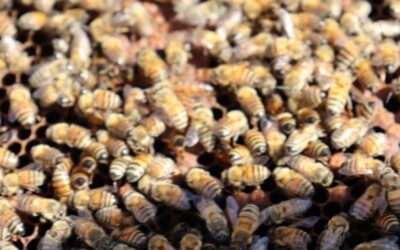 EL MUNICIPIO DE QUERÉTARO FORTALECE LA PROTECCIÓN Y RECUPERACIÓN DE ABEJAS.