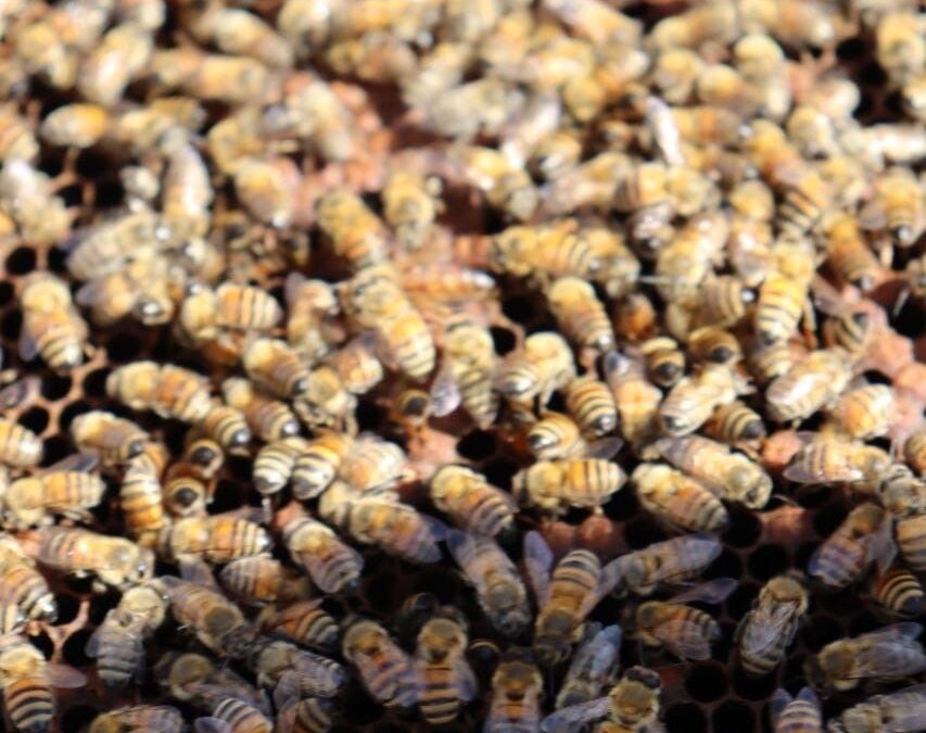 EL MUNICIPIO DE QUERÉTARO FORTALECE LA PROTECCIÓN Y RECUPERACIÓN DE ABEJAS.