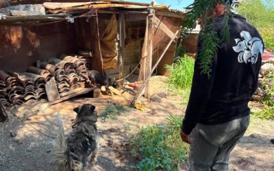 ATIENDE IMPA REPORTE POR PRESUNTO MALTRATO ANIMAL EN LA COMUNIDAD DE LA PROVIDENCIA, EL MARQUÉS.