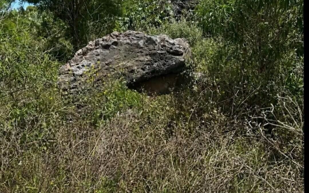 REPORTAN AVISTAMIENTO DE UN PRESUNTO PUMA EN LAS INMEDIACIONES DEL FRACCIONAMIENTO ZIBATÁ.