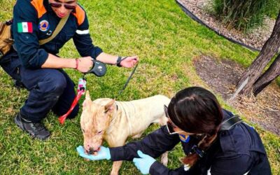 DEFLAGRACIÓN DE GAS DEJÓ COMO SALDO UNA PERSONA Y UN CANINO LESIONADOS.