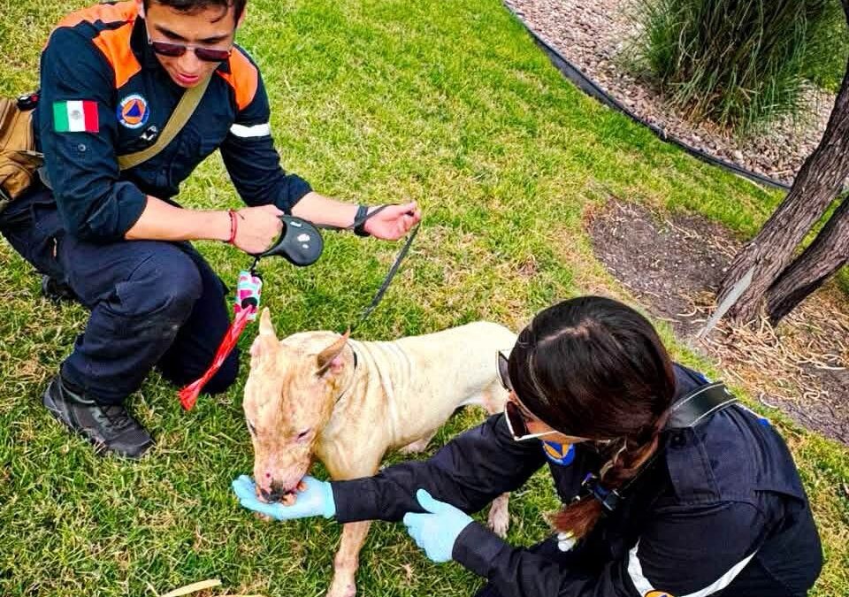 DEFLAGRACIÓN DE GAS DEJÓ COMO SALDO UNA PERSONA Y UN CANINO LESIONADOS.