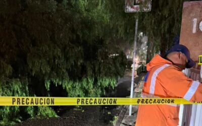 CAE RAMA DE GRAN TAMAÑO SOBRE LA VIALIDAD EN LA COLONIA NIÑOS HÉROES.