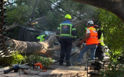 CAÍDA DE ARBOL PROVOCA LA MUERTE DE UN HOMBRE Y LESIONA A DOS MUJERES.