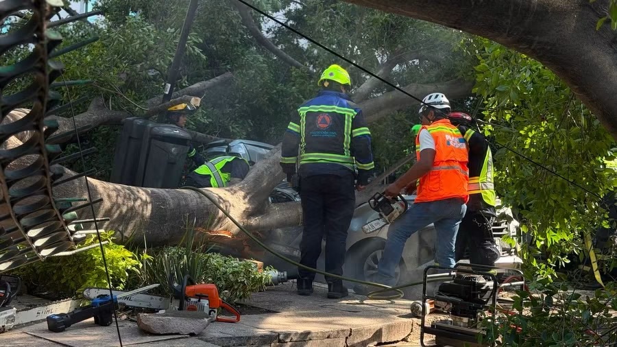 CAÍDA DE ARBOL PROVOCA LA MUERTE DE UN HOMBRE Y LESIONA A DOS MUJERES.