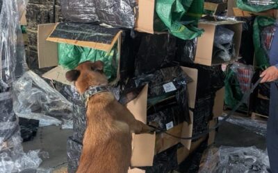 DECOMISAN MÁS DE DOS MILLONES DE CIGARROS PIRTAS DE AICM.