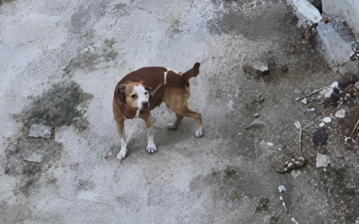 EL MUNICIPIO DE PEDRO ESCOBEDO YA INTERPUSO LA DENUNCIA ANTE LA FGE POR EL CASO DE MALTRATO Y CRUELDAD ANIMAL REGISTRADO EN LA COMUNIDAD DE GUADALUPE SEPTIÉN.