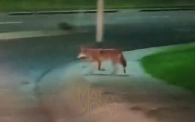 OBSERVAN COYOTE EN LAS INMEDIACIONES DE ZIBATÁ, EL MARQUÉS.